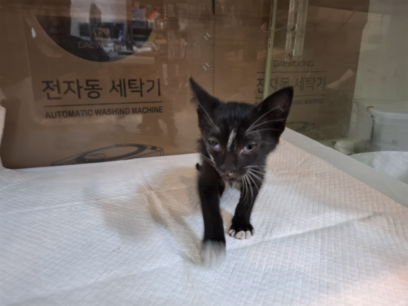 [고양이] 한국 고양이 전북-전주-2025-00425 유기동물 배경 이미지 입니다.